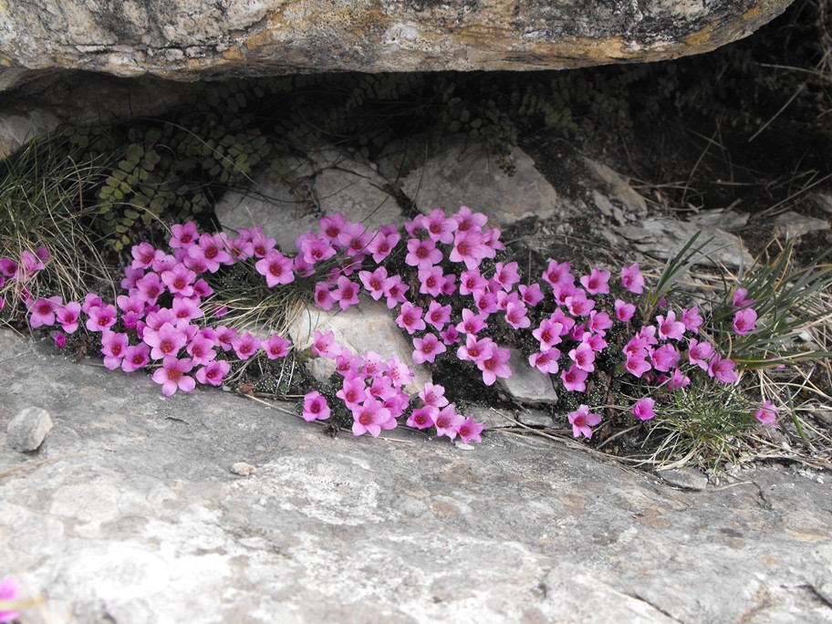 Vita tra le rocce.........